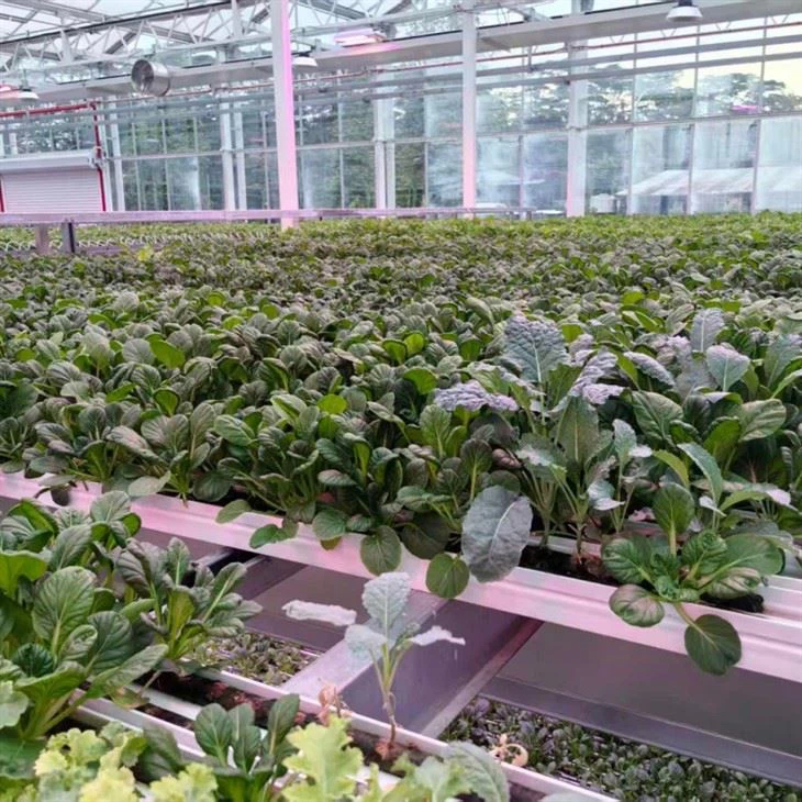 Glass Greenhouse suppliers