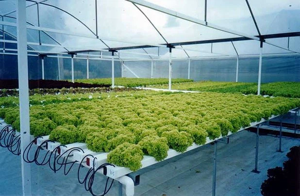 Lettuce Hydroponic Greenhouse