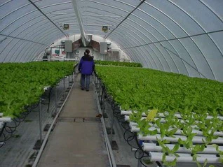 Lettuce Hydroponic Greenhouse