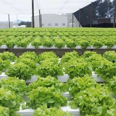 Lettuce Plastic Film Greenhouse