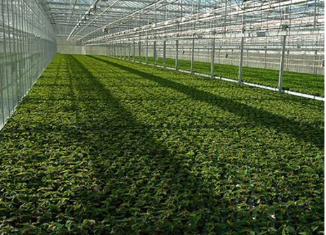 steel frame for greenhouse steel frame for greenhouse