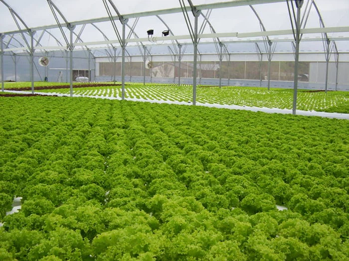greenhouse poly greenhouse poly