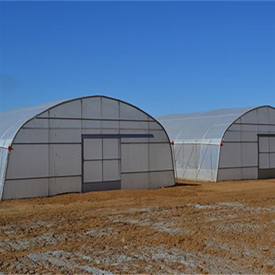 Blueberry Growing Polytunnel Greenhouse