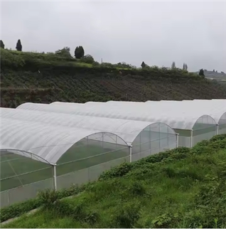 Gothic Arch Greenhouse