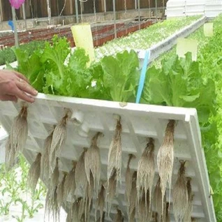 Hydroponic Planting Plastic Film Greenhouse