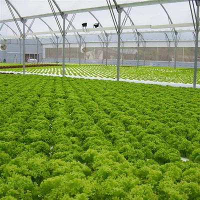 Lettuce Hydroponic Greenhouse