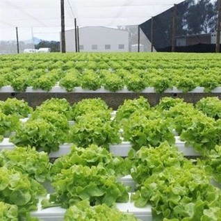 Lettuce Plastic Film Greenhouse