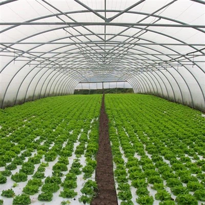 Lettuce Tunnel Greenhouse