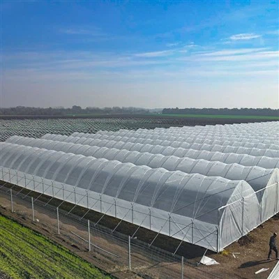 Strawberry Planting Plastic Film Greenhouse