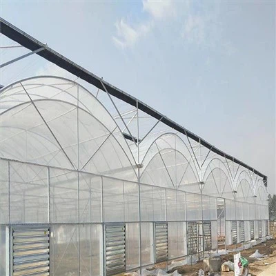 Vegetable Plastic Film Greenhouse