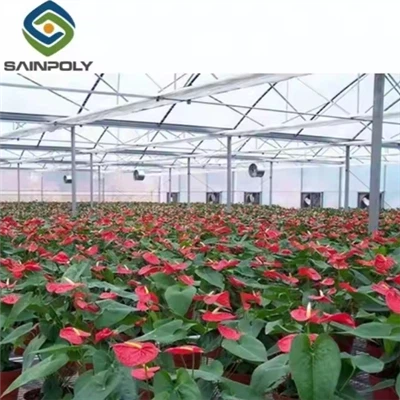 Vegetables Hydroponic Greenhouse