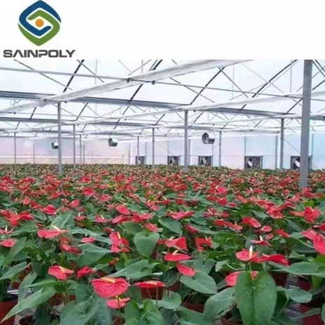Vegetables Hydroponic Greenhouse